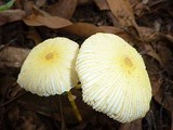 Leucocoprinus fragilissimus image