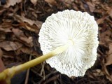 Leucocoprinus fragilissimus image