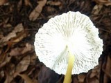 Leucocoprinus fragilissimus image