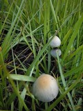 Panaeolus cyanescens image