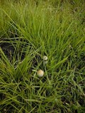 Panaeolus cyanescens image