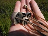 Panaeolus papilionaceus var. parvisporus image