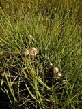 Panaeolus papilionaceus var. parvisporus image