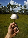 Panaeolus antillarum image