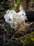 Tremella fuciformis image