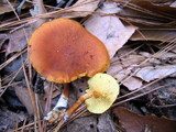 Gymnopilus sapineus image