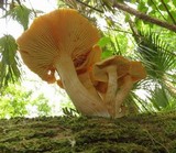 Gymnopilus subtropicus image