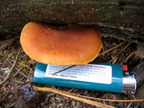 Gymnopilus sapineus image