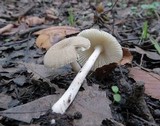 Amanita farinosa image