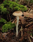 Amanita solaniolens image