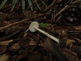 Amanita solaniolens image