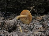 Inocybe unicolor image