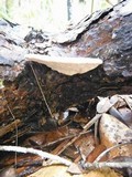 Trametes cubensis image