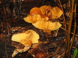 Gymnopilus sapineus image