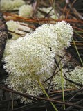 Cladonia evansii image