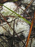 Cladonia evansii image