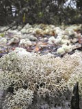 Cladonia evansii image
