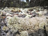 Cladonia evansii image