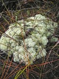 Cladonia evansii image