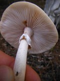 Amanita roseitincta image