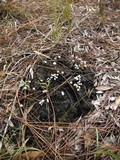 Poronia pileiformis image