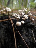 Poronia pileiformis image