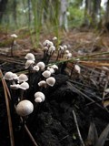 Poronia pileiformis image