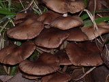 Psathyrella piluliformis image