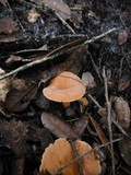 Lactarius hygrophoroides image