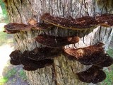 Hexagonia hydnoides image