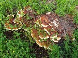 Ganoderma sessile image