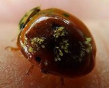 Hesperomyces virescens image