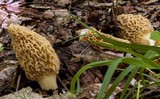 Morchella esculentoides image