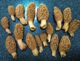 Morchella esculentoides image