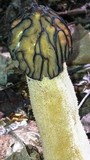 Morchella punctipes image