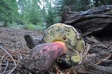 Boletus rubripes image
