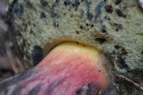 Boletus rubripes image