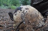 Boletus rubripes image