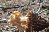 Morchella snyderi image
