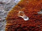 Caloplaca trachyphylla image