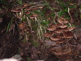 Psathyrella piluliformis image