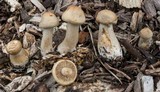 Agrocybe sororia image