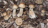 Agrocybe sororia image