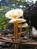 Gymnopus confluens image
