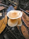 Gymnopus confluens image