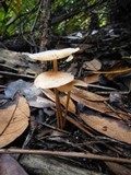 Gymnopus confluens image