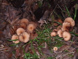 Psathyrella piluliformis image