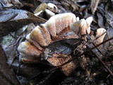 Hydnellum auratile image