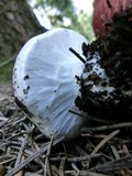 Cortinarius magnivelatus image