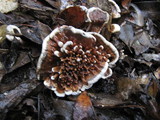 Hydnellum auratile image